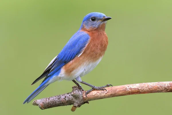 Manliga östra bluebird — Stockfoto