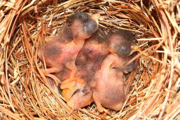 Oostelijke Bluebird (Sialia sialis) nest — Stockfoto