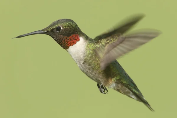 Рубіногордий колібрі (Archilochus colubris.) — стокове фото