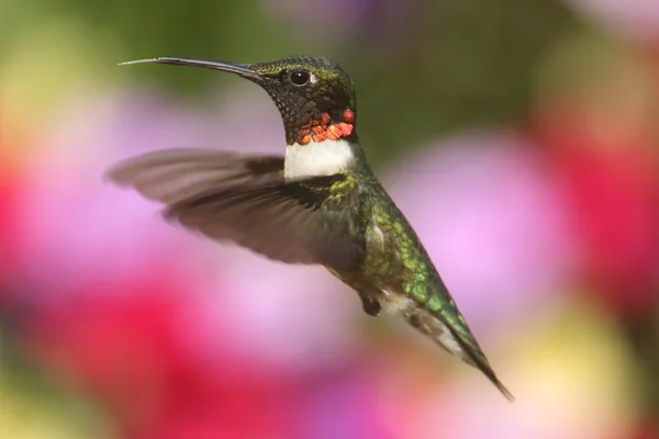 Manlig Ruby - Vitstrupig Hummingbird (archilochus colubris) — Stockfoto