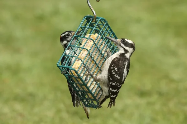 Szőrös harkályok (Picoides villosus) — Stock Fotó