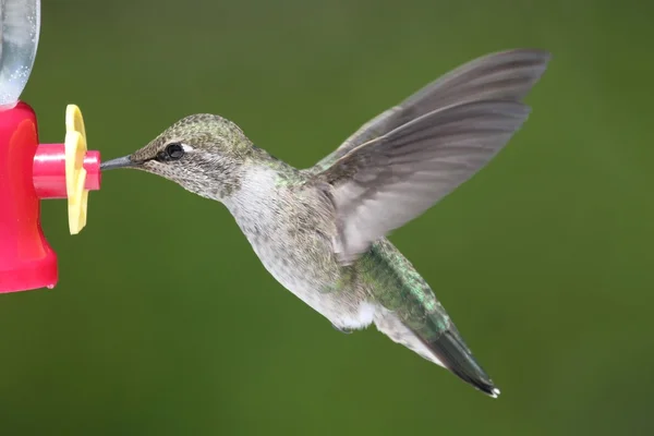 Anás Hummingbird (Calypte anna ) — Fotografia de Stock