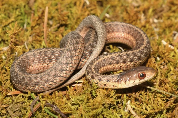 宝宝束带蛇 (Thamnophis sirtalis) — 图库照片