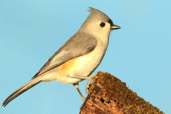 Titmouse na pniu — Zdjęcie stockowe