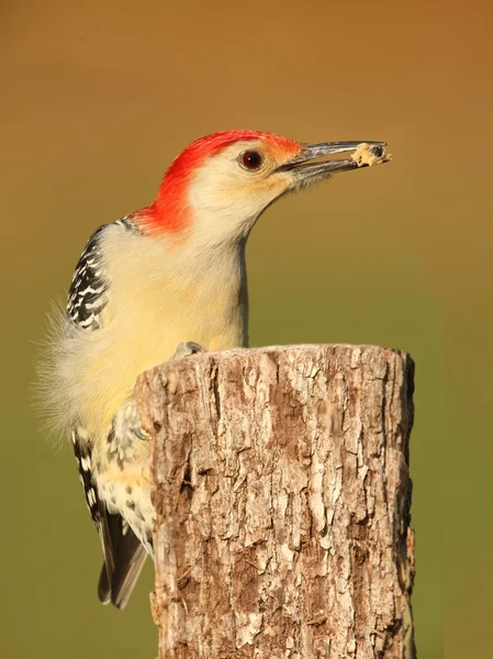Woodpecker on a tree trunk — Stock Photo, Image
