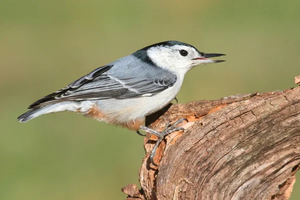 Nuthatch en un árbol — Foto de Stock