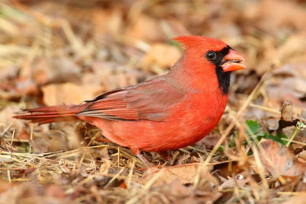 Male Cardinal On Leaves — Stock Photo, Image