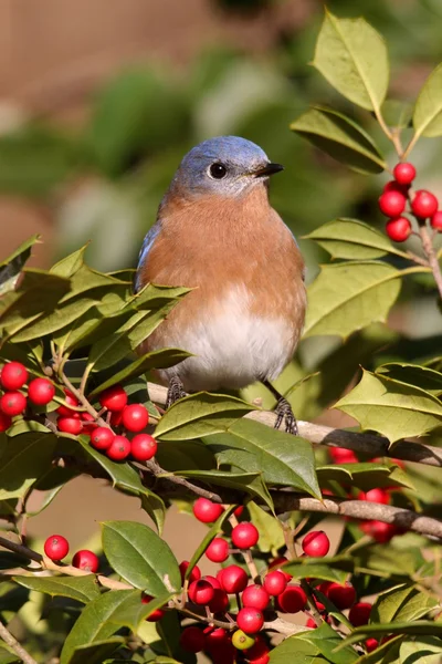 Mężczyzna wschodniej bluebird — Zdjęcie stockowe