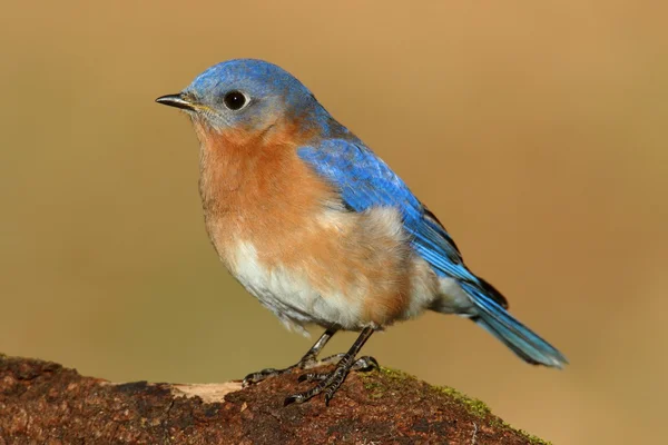 Bluebird oriental masculino — Foto de Stock