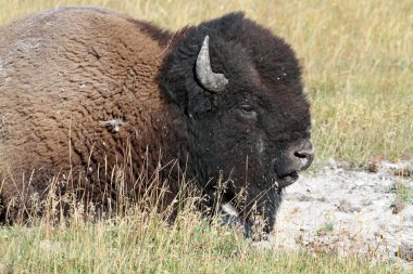 Amerikan bizonu (Buffalo)