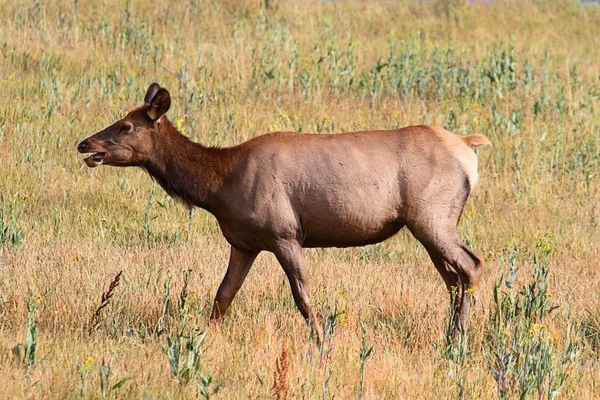 Elk koe (Cervus canadensis) — Stockfoto