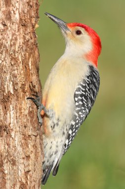 Woodpecker on a tree trunk