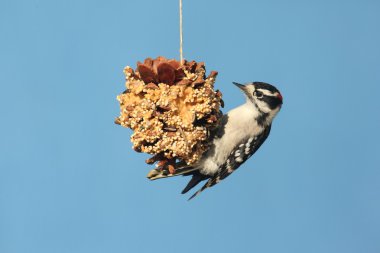 Tüylü ağaçkakan (Picoides pubescens)