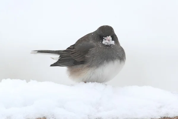 在一场暴风雪灯芯草雀 — 图库照片