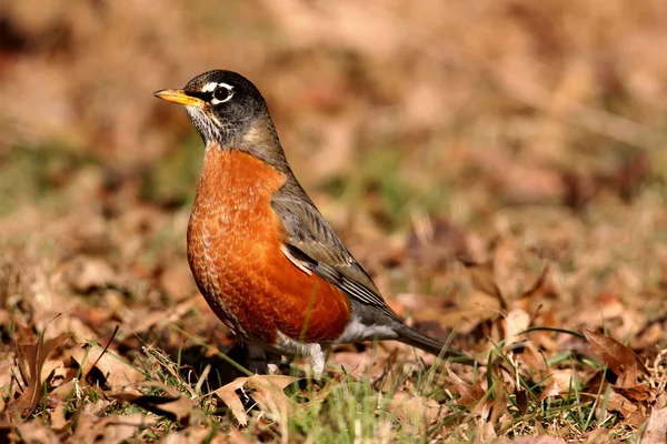 Amerikaanse Robin (turdus migratorius)) — Stockfoto