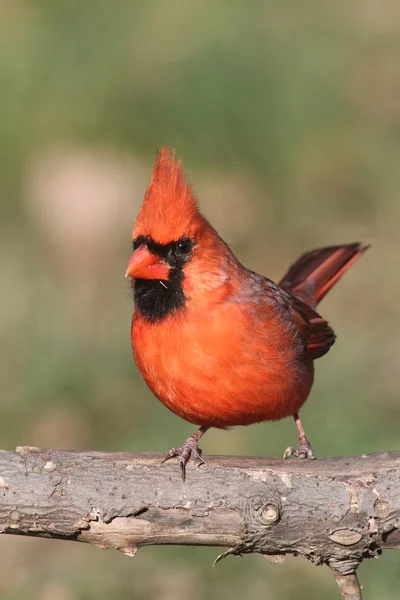 Male Cardinal — Stock Photo, Image