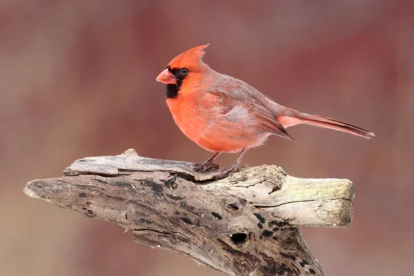 Male Northern Cardinal On A Perch — Stock Photo, Image