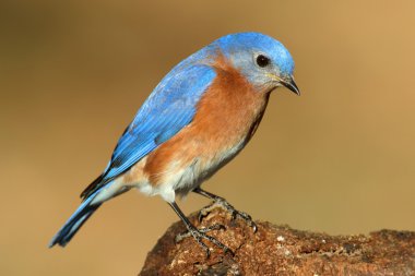 erkek Doğu bluebird