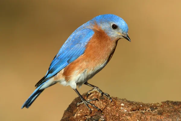 Чоловіки у Синій птах — стокове фото