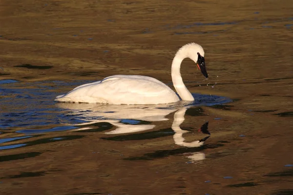 Cygne trompette (Cygnus buccinator)) — Photo