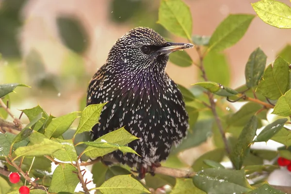 Starling en un acebo Bush — Foto de Stock