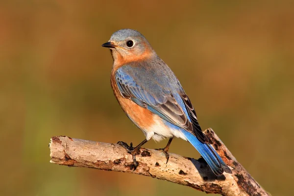 Kadın Doğu bluebird — Stok fotoğraf