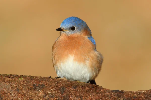 Bluebird oriental masculino — Foto de Stock