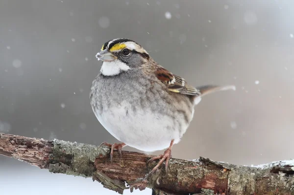 Uccello nella neve — Foto Stock