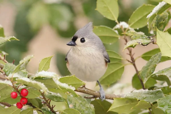 Tuted Titmouse in a Holly Tree — Stock Photo, Image