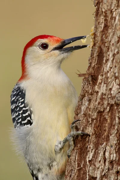 Woodpecker on a tree trunk — Stock Photo, Image