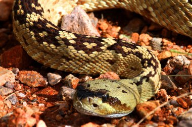Siyah-kuyruk çıngıraklı yılan (Crotalus molossus)