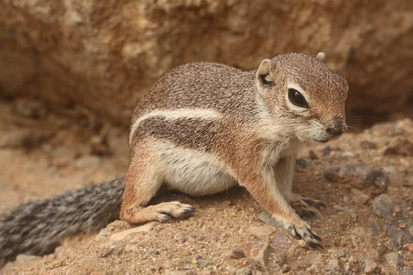 哈里斯羚羊地面松鼠 (Ammospermophilus harrisii) — 图库照片