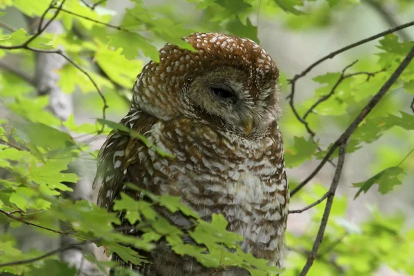 斑点を付けられたフクロウ (Strix ミカンキイロアザミウマ ルシーダ) — ストック写真