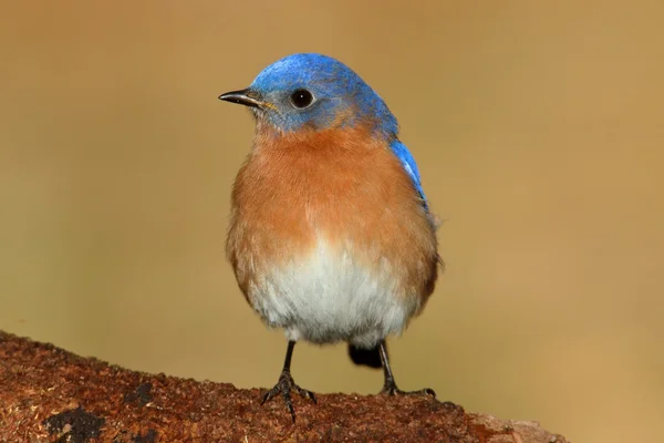 Männlicher Östlicher Blauvogel — Stockfoto