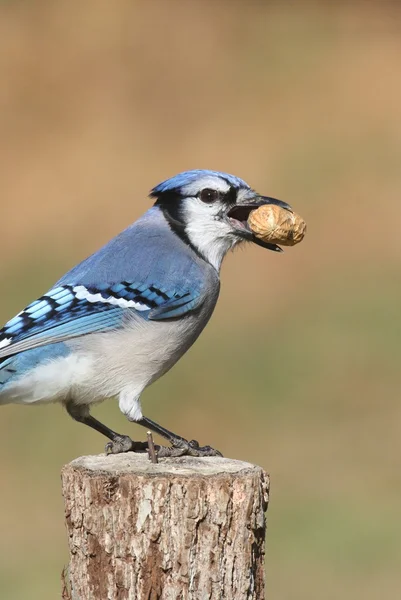 Блакитна Сойка їдять арахіс — стокове фото