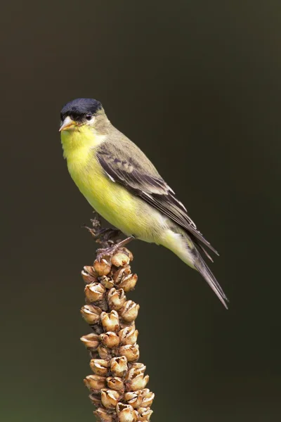 Jilguero macho (Carduelis psaltria ) — Foto de Stock