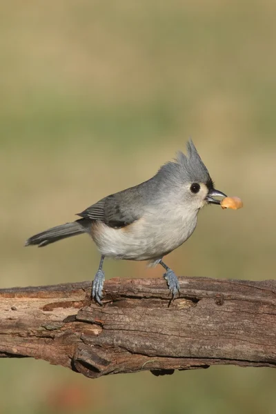 Fome Tufted Titmouse (baeolophus bicolor ) — Fotografia de Stock