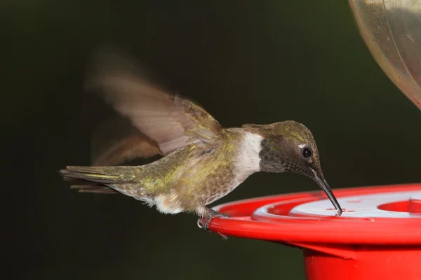 Leclanchers Hummingbird (Archilochus alexandri) — Stockfoto