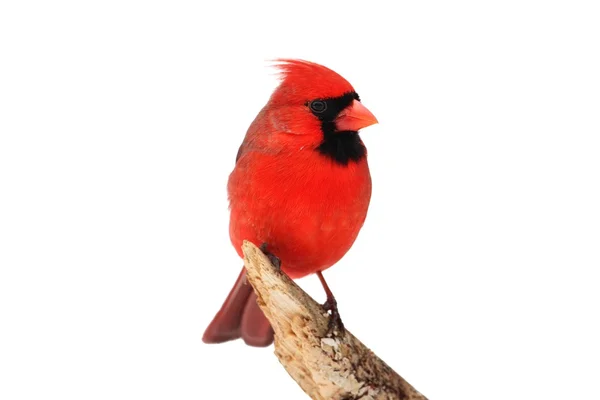 Northern Cardinal On White — Stock Photo, Image