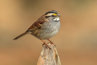 Beyaz boğazlı Serçe (zonotrichia albicollis)