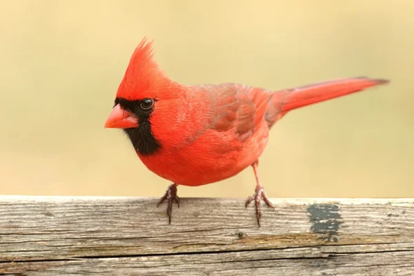 Male Cardinal On a Fence — Stock Photo, Image