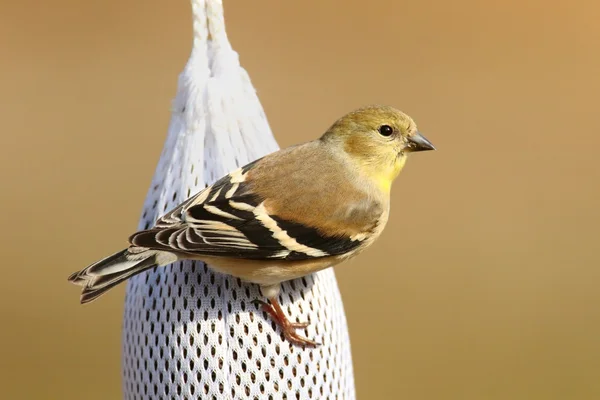 Čížek (Carduelis tristis) — Stock fotografie