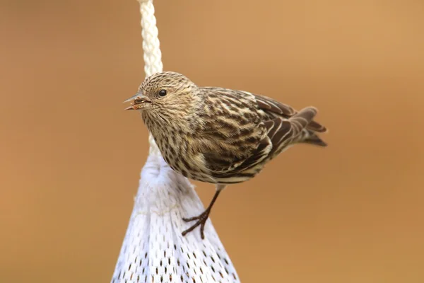 Pino Siskin comiendo cardo — Foto de Stock