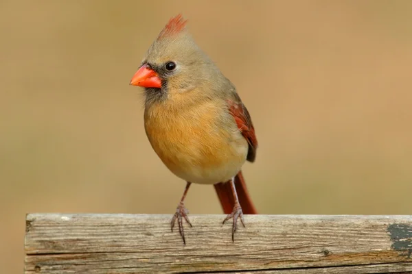 Mujer Cardenal del Norte — Foto de Stock