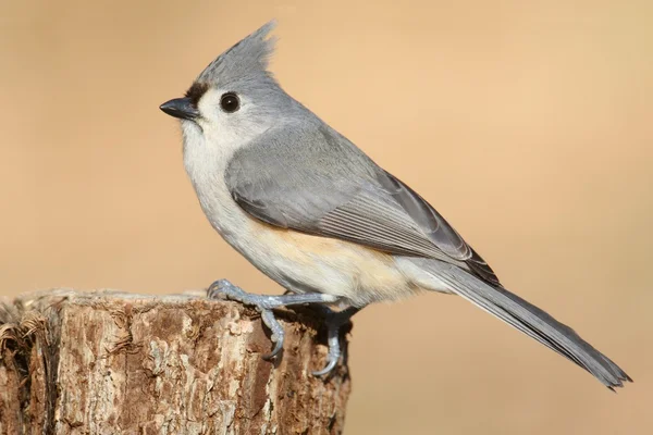 Titmouse на пень — стокове фото