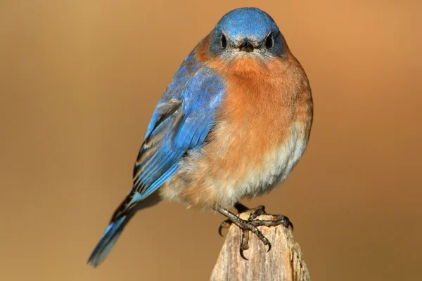 Männlicher Östlicher Blauvogel — Stockfoto