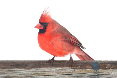 beyaz üzerine Kuzey Kardinal