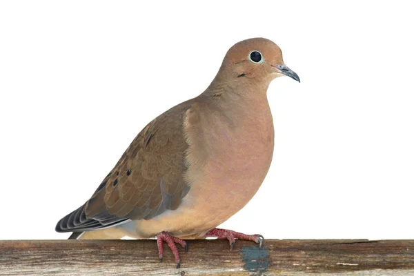 Mourning Dove on a Fence — Stock Photo, Image
