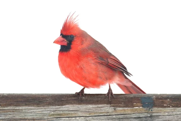 Cardenal del Norte en blanco — Foto de Stock