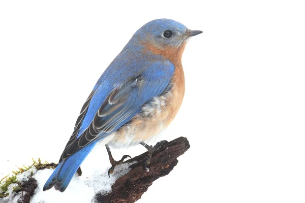 Manliga östra Bluebird i snö — Stockfoto